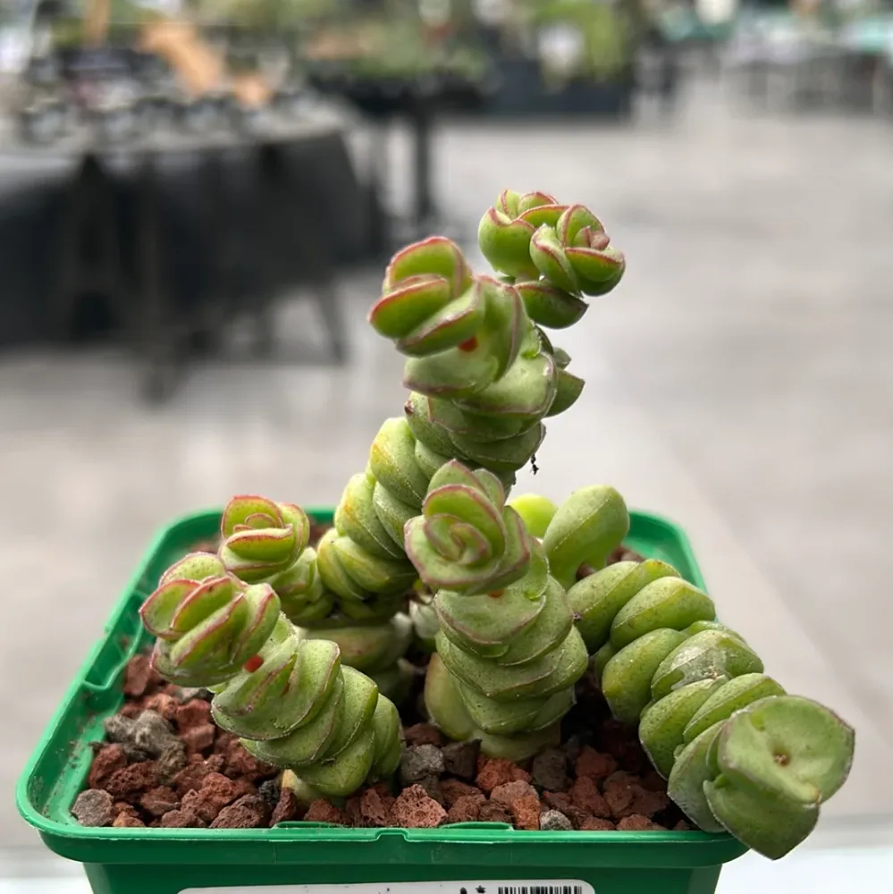 Crassula perforata rupestris