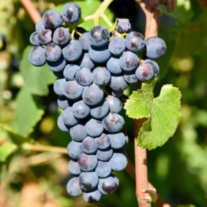 Weintraube 'Dornfelder'