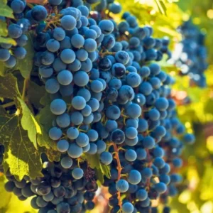 Weintraube 'Merlot'