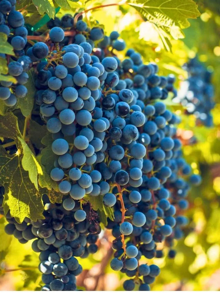Weintraube 'Merlot'