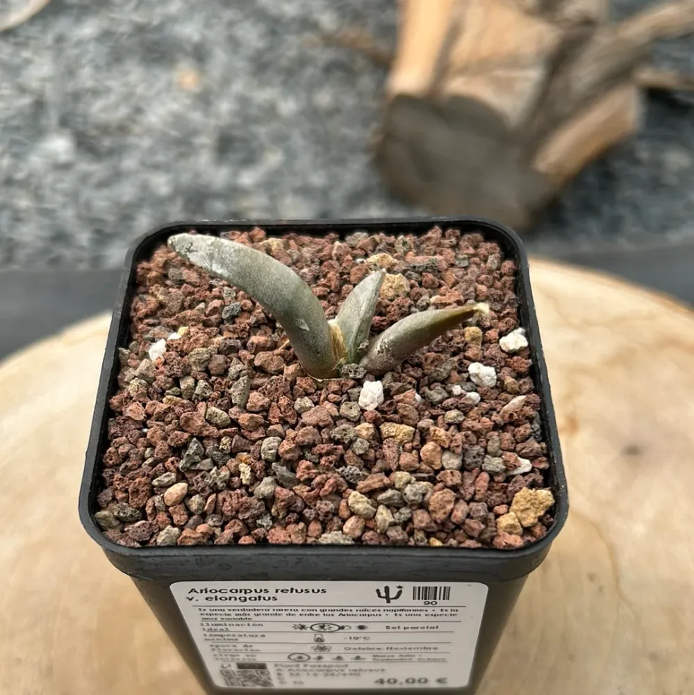 Ariocarpus retusus v. Elongatus