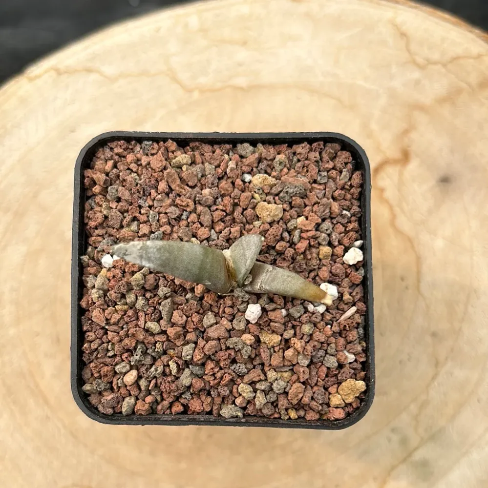 Ariocarpus retusus v. Elongatus
