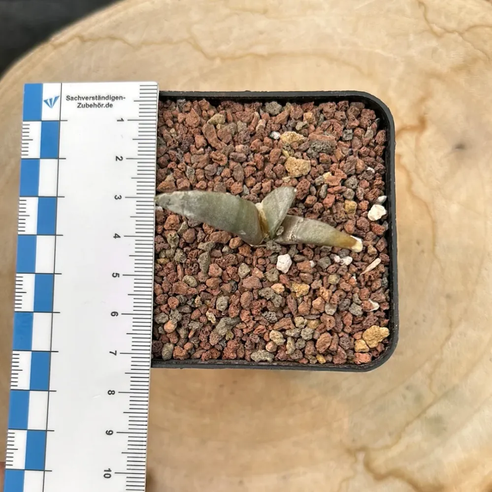 Ariocarpus retusus v. Elongatus