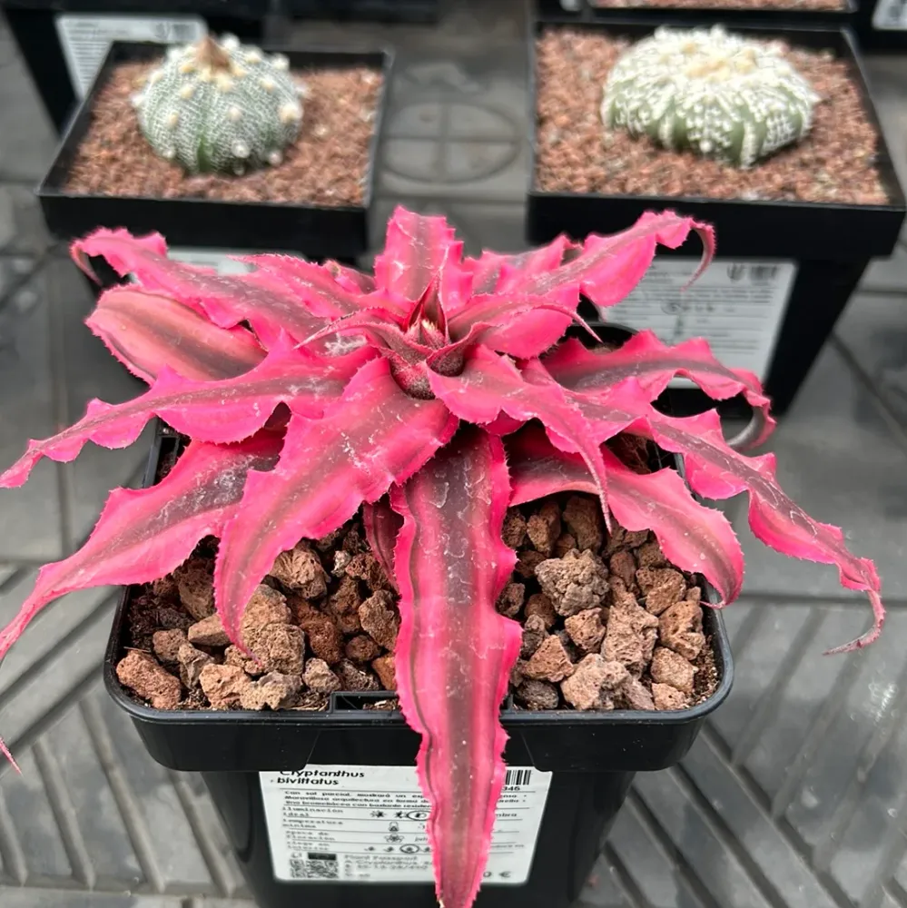 Cryptanthus bivittatus