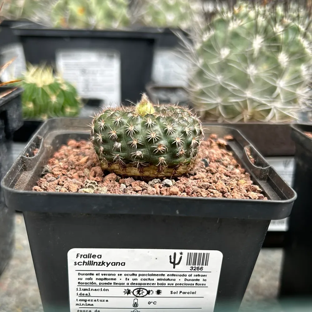 Frailea schilinzkyana