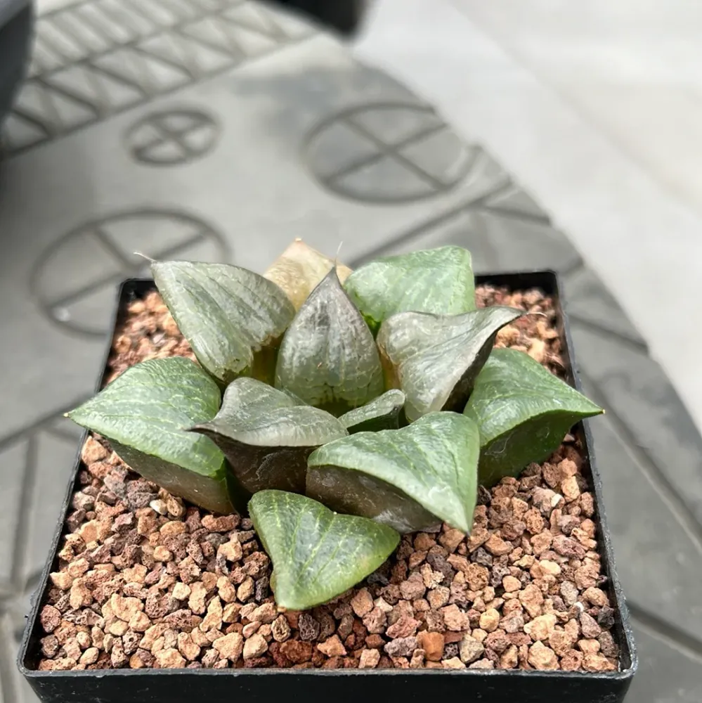 Haworthia comptoniana 'Cowebbing'
