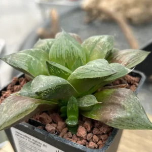 Haworthia 'Rigida'