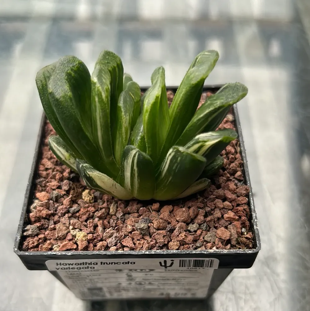 Haworthia truncata f. variieren