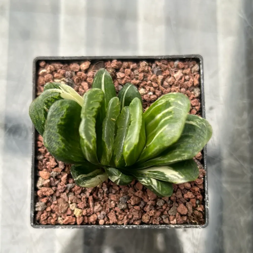Haworthia truncata f. variieren