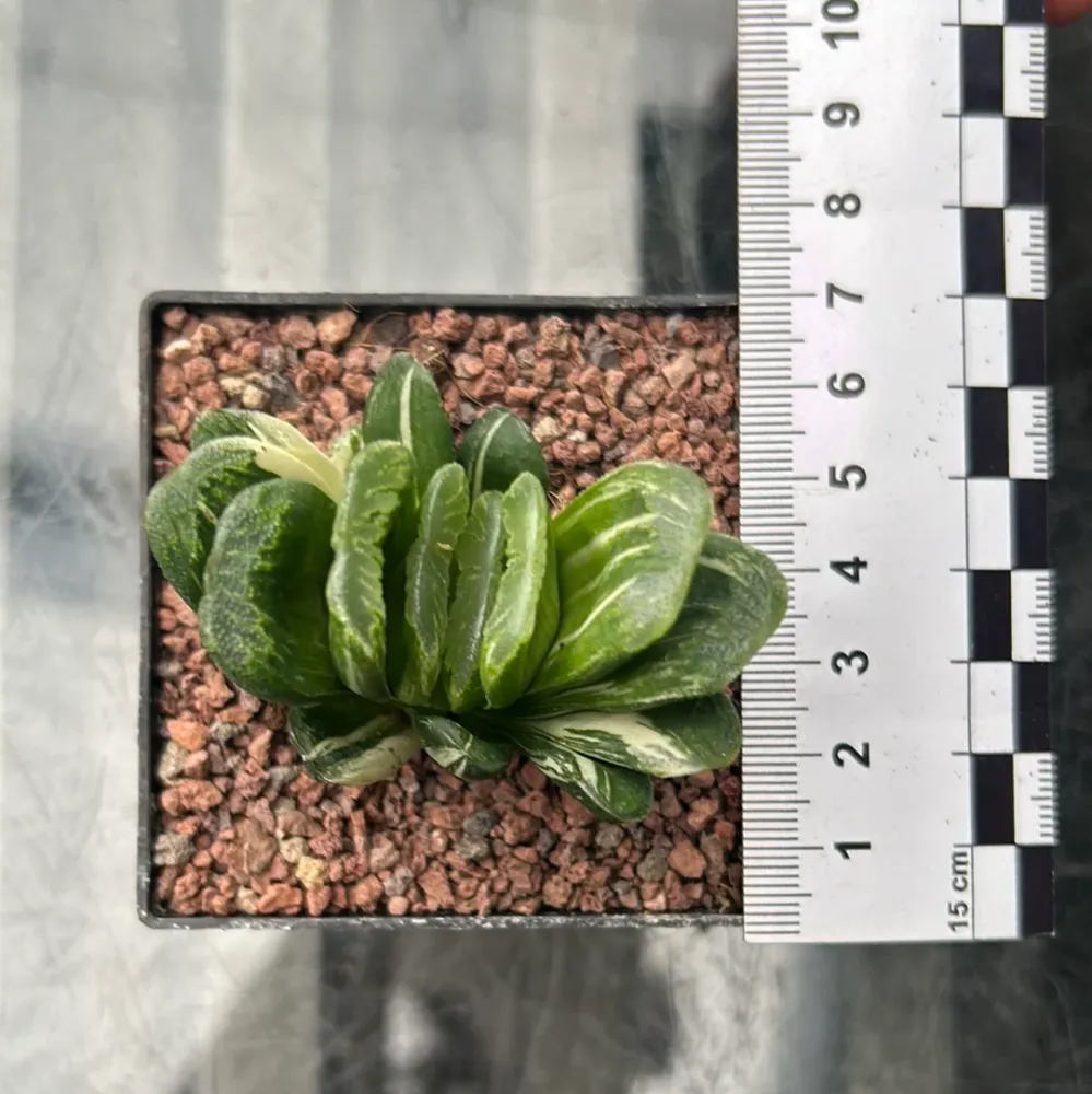 Haworthia truncata f. variieren