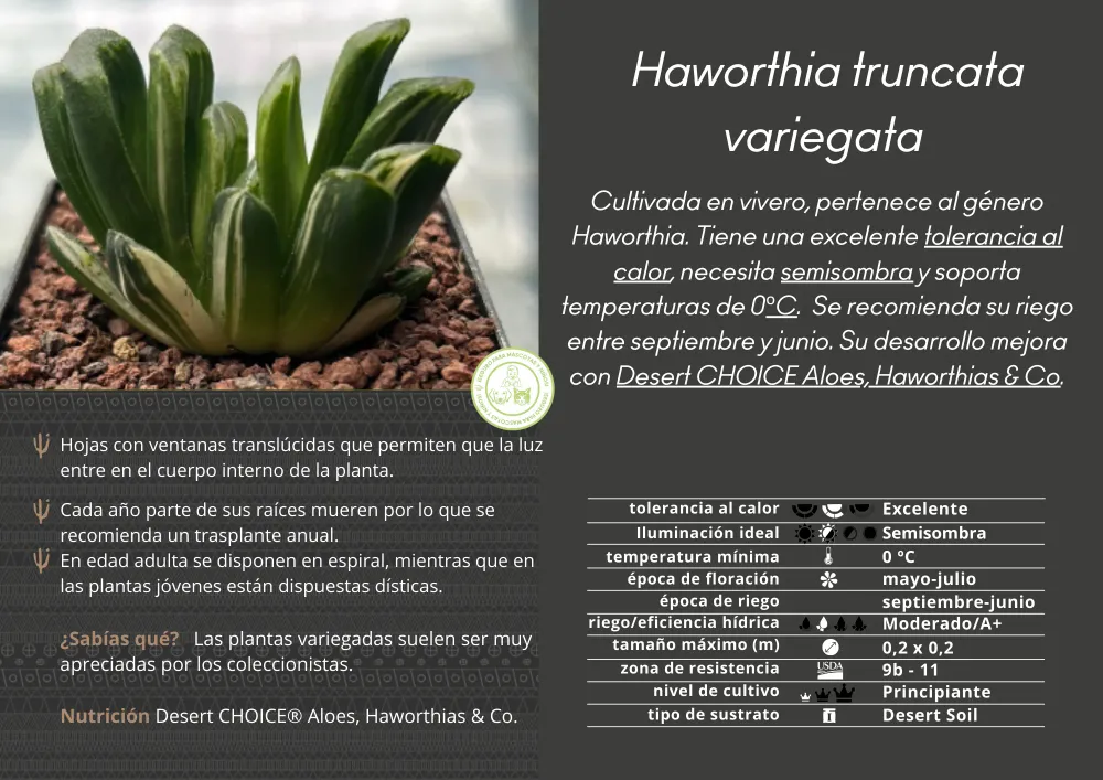 Haworthia truncata f. variieren