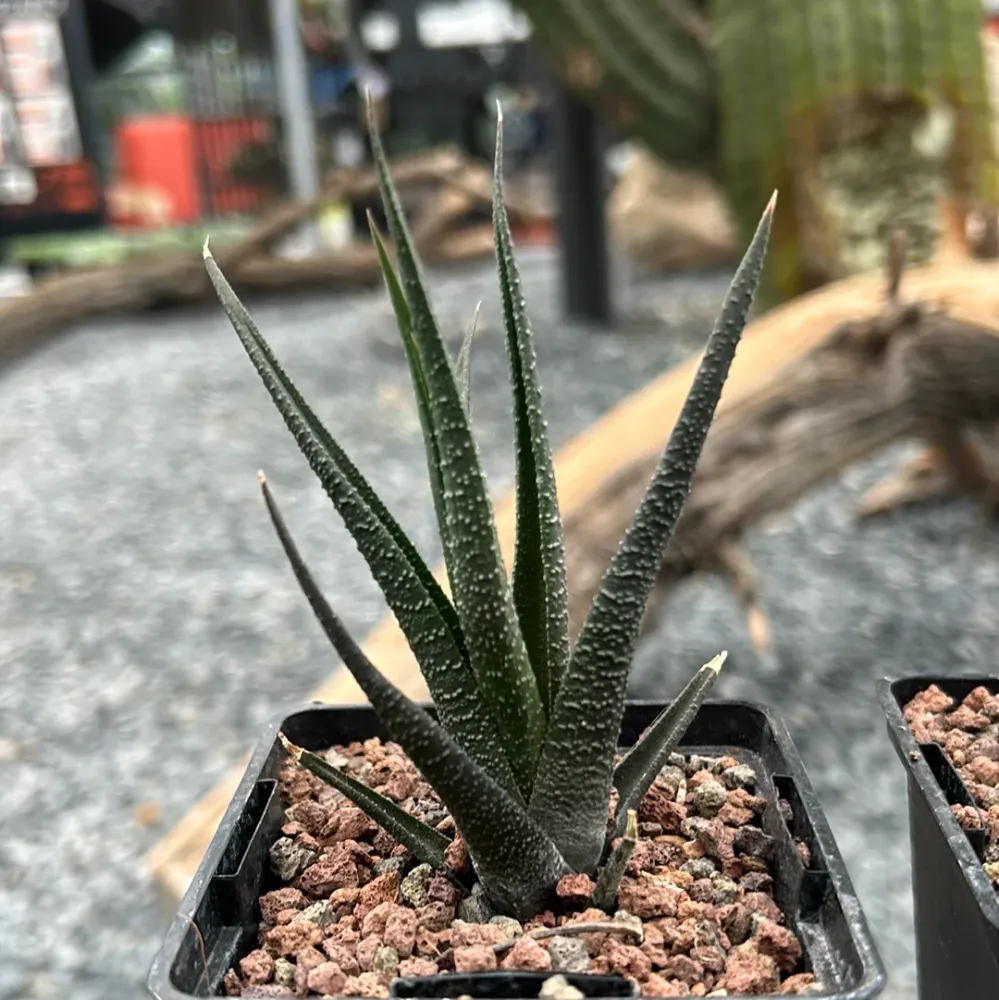 Haworthiopsis longiana